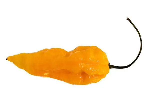 fatalli