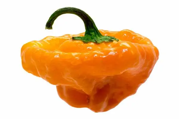 sctoch bonnet